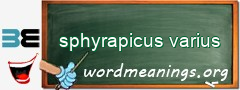 WordMeaning blackboard for sphyrapicus varius